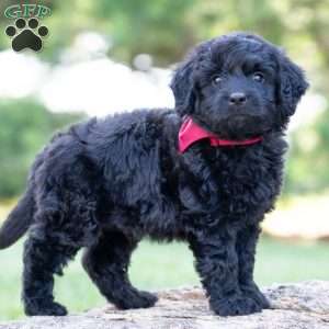 Barley, Mini Goldendoodle Puppy